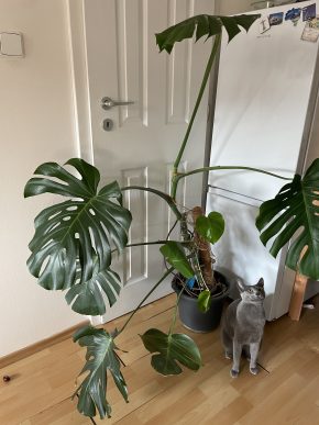 Monstera Deliciosa