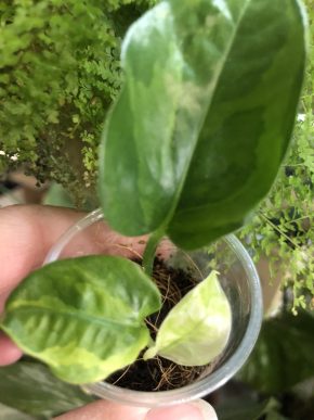 Epipremnum Emerald - menší rostlina