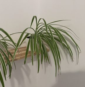 Zelenec (chlorophytum comosum) kultivar ocean - nenáročná čistička vzduchu uznaná NASA