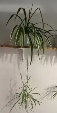 Zelenec (chlorophytum comosum) kultivar ocean - nenáročná čistička vzduchu uznaná NASA