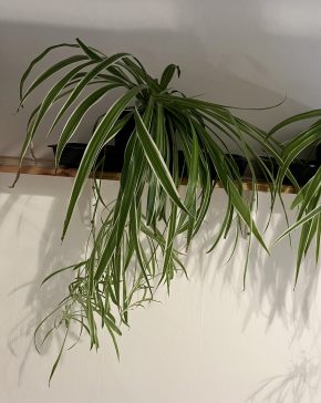 Zelenec (chlorophytum comosum) kultivar ocean - nenáročná čistička vzduchu uznaná NASA - větší rostl