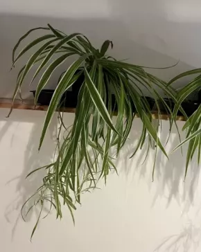 Zelenec (chlorophytum comosum) kultivar ocean - nenáročná čistička vzduchu uznaná NASA - větší rostl