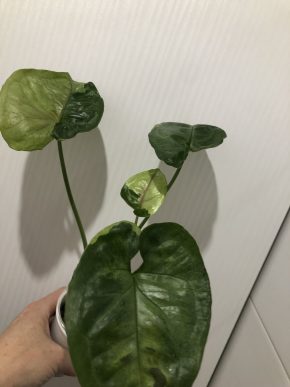 Syngonium Eclipse - rostlina .