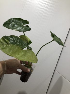 Syngonium Eclipse - rostlina .