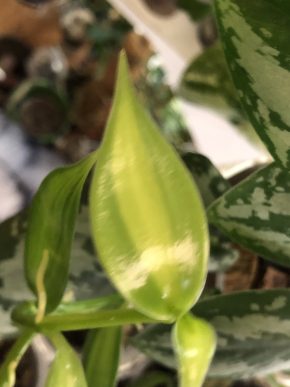 Vanilla variegata - vrcholový řizek .