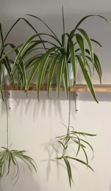 Zelenec (chlorophytum comosum) kultivar ocean - nenáročná čistička vzduchu uznaná NASA