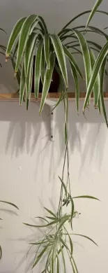 Zelenec (chlorophytum comosum) kultivar ocean - nenáročná čistička vzduchu uznaná NASA