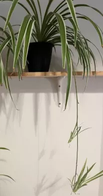 Zelenec (chlorophytum comosum) kultivar ocean - nenáročná čistička vzduchu uznaná NASA