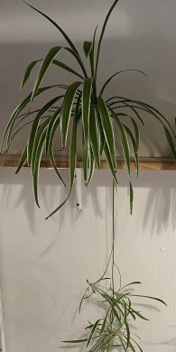 Zelenec (chlorophytum comosum) kultivar ocean - nenáročná čistička vzduchu uznaná NASA