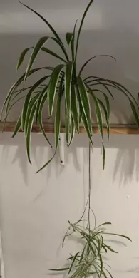 Zelenec (chlorophytum comosum) kultivar ocean - nenáročná čistička vzduchu uznaná NASA