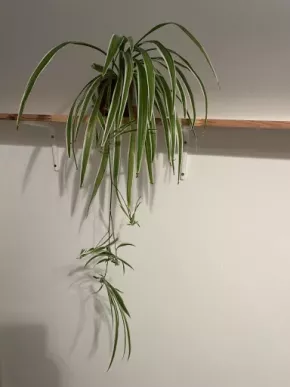 Zelenec (chlorophytum comosum) kultivar ocean - nenáročná čistička vzduchu uznaná NASA