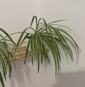 Zelenec (chlorophytum comosum) kultivar ocean - nenáročná čistička vzduchu uznaná NASA