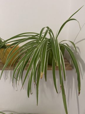 Zelenec (chlorophytum comosum) kultivar ocean - nenáročná čistička vzduchu uznaná NASA