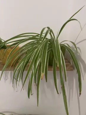 Zelenec (chlorophytum comosum) kultivar ocean - nenáročná čistička vzduchu uznaná NASA