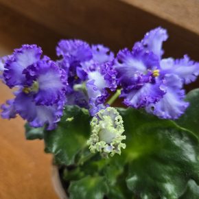 Fialka bílofialová "curly" - nakvétá