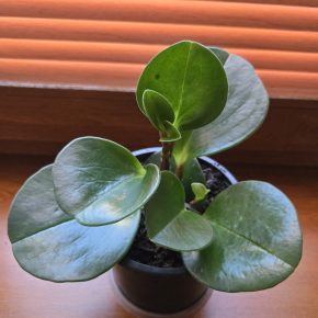 Peperomia magnoliifolia