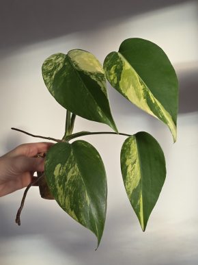 Monstera deliciosa aurea variegata