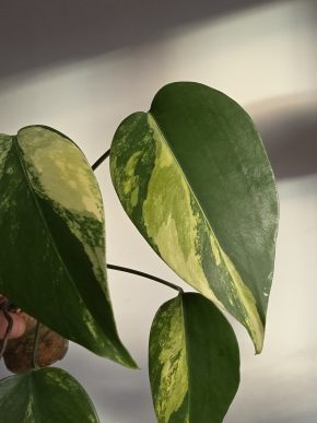 Monstera deliciosa aurea