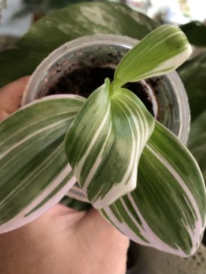 Tradescantia White Nanouk - rostlina .