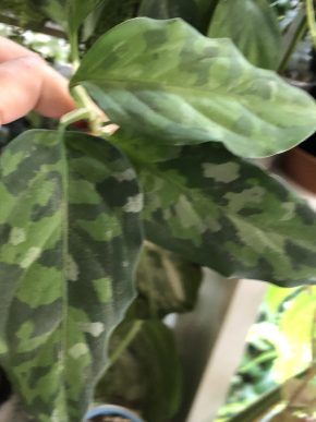 Aglaonema  Pictum Tricolor - řizek z kořeni .
