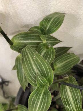Tradescantia Callisia  Elegans variegata  - čerstvý řizek .