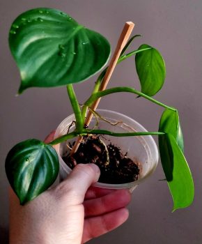 Philodendron pittieri