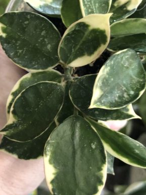 Hoya lacunosa “Asami”Splash- řizek z kořeni .