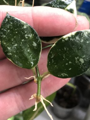 Hoya lacunosa “Asami”Splash- řizek z kořeni .