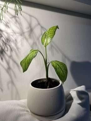 Dieffenbachia Lemon Tropic 🍋🟩