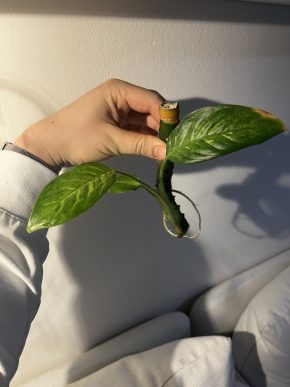 🌿 Dieffenbachia „Lemon Tropic“ - řízek 🌿