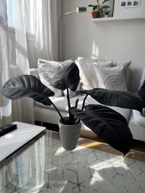 🖤 Zakořeněný řízek – Philodendron ‘Black Cardinal’ 🌿