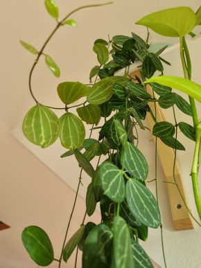 Dischidia ovata melon řízek