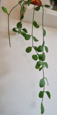 Dischidia oblongata řízek