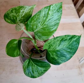 Epipremnum marble queen řízek