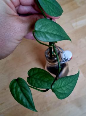 Epipremnum marble cebu blue řízek