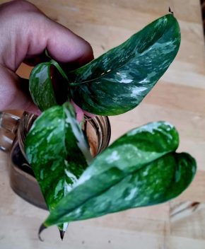 Epipremnum pinnatum marble