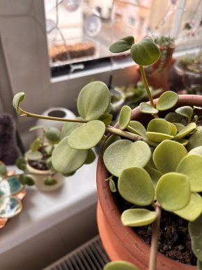Peperomia hope- řízek