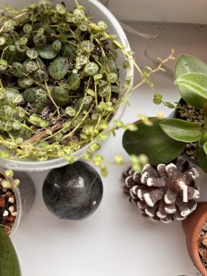 Peperomia prostrata (želvičky)- řízek