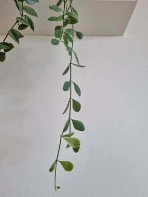 Dischidia oiantha variegata řízek