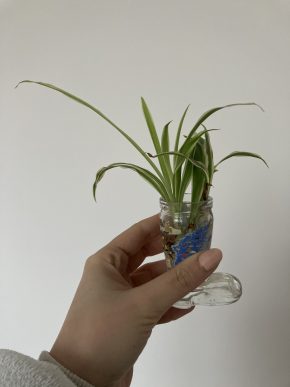 Ostřice ošímenská 'Evergold' - Carex oshimensis 'Evergold'