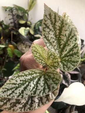 Begonia Snow Cap - vrcholový řizek z kořeni .