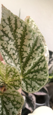 Begonia Snow Cap - list k zakořeněni .