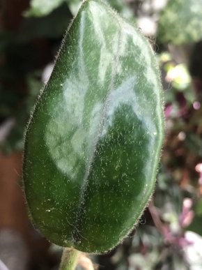 Hoya Globulosa -/ Villosa -čerstvý řizek ( dva listy )