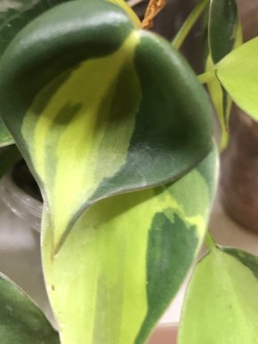 Philodendron skandens Brasil - vrcholový řizek