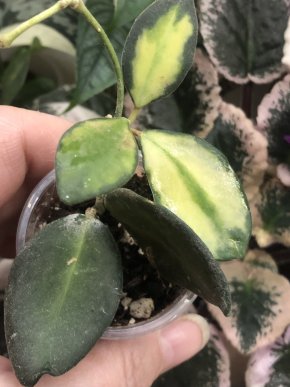 Hoya Burtoniae variegata - rostlina .