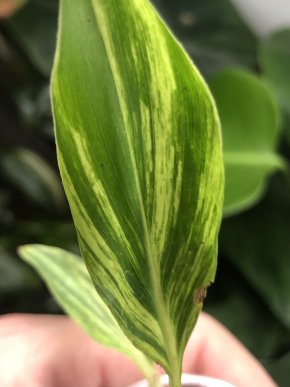 Alpinia  zerumbet variegata - baby rostlina .
