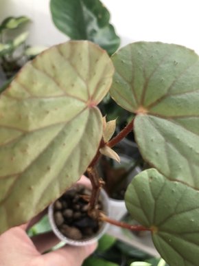 Begonia Cathariensis - rostlina .