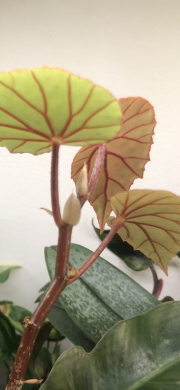 Begonia Cathariensis - vrcholový řizek .