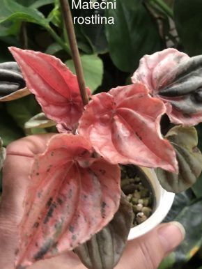 Peperomia Pink Lady - list k zakořeněni .