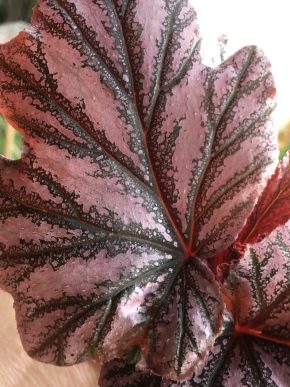 Begonia Pink Minx - list k zakořeněni .